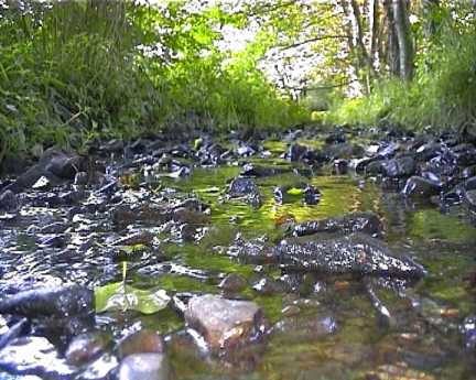 In solchem Niedrigwasser war es besonders schwer f&uuml;r die Fische .
