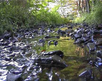 Der Dreschhausener Bach im Bereich des Anwesens Fuchs im Nierstenhof
