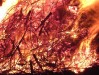 Thumbs/tn_osterfeuer130.jpg